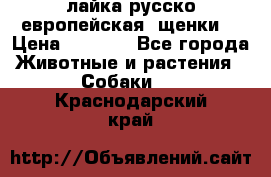 лайка русско-европейская (щенки) › Цена ­ 5 000 - Все города Животные и растения » Собаки   . Краснодарский край